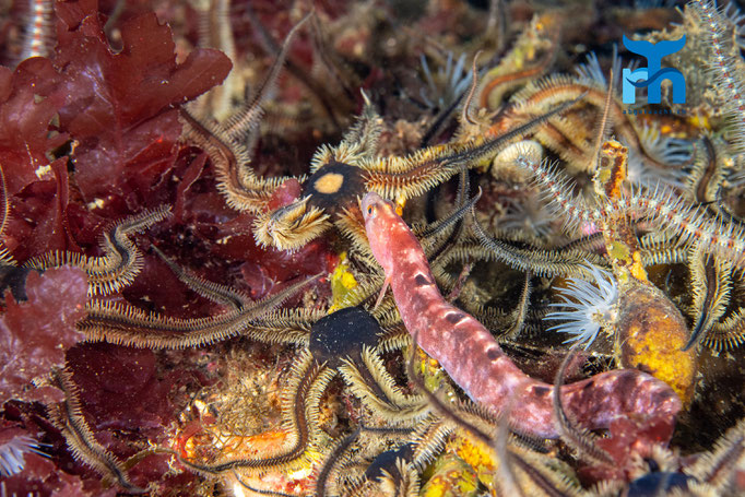 Common feather star - Antedon bifida, Loch Sunnart © Robert Hansen