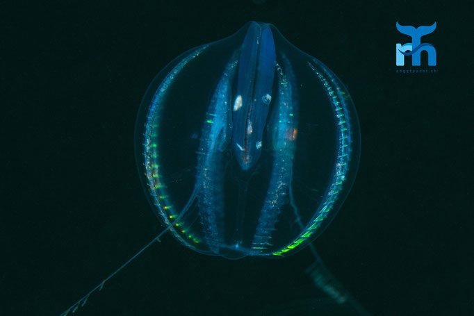 Sea gooseberry - Pleurobrachia pileus, Whiting Bay, Arran © Robert Hansen