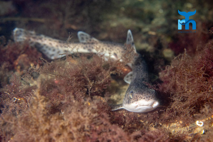Smallspotted catshark - Scyliorhinus canicula, Loch Sunnart @ Robert Hansen
