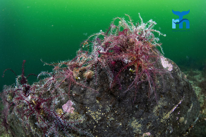 Common feather star - Antedon bifida, Loch Sunnart © Robert Hansen