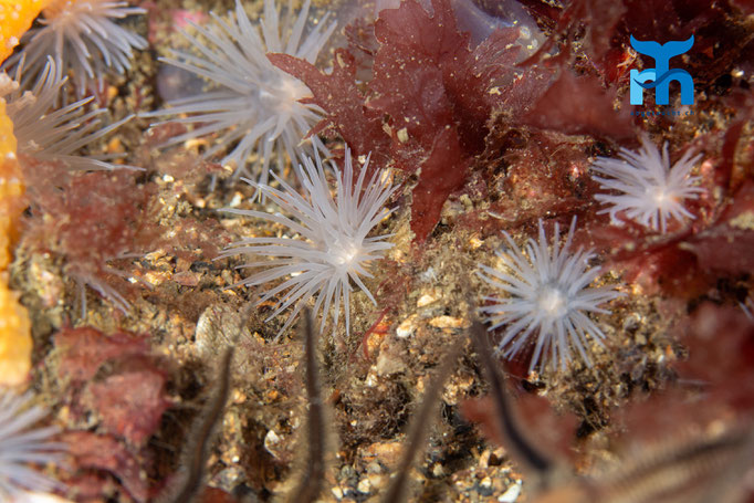 Sea loch anemone - Protanthea simplex, Strome Castle, Loch Carron © Robert Hansen