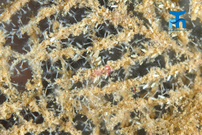 Hydroid - Abietinaria abietina, Loch Creran © Robert Hansen