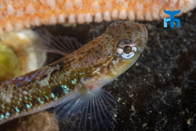 Painted goby - Pomatoschistus pictus, Loch Creran © Robert Hansen