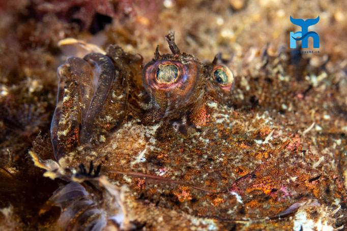 Topknot - Zeugopterus punctatus, Strome Castle, Loch Carron © Robert Hansen