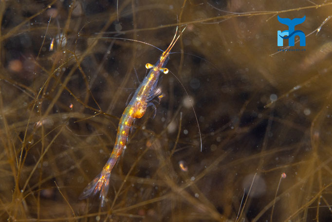 Opposum shrimp - Leptomysis gracilis, Staxigoe © Robert Hansen