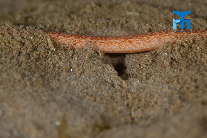 Sea cucumber - Labidoplax digitata, Whiting Bay, Arran © Robert Hansen