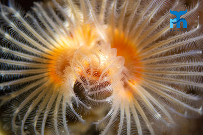 Double spiral worm - Bispira volutacornis, Loch Creran @ Robert Hansen