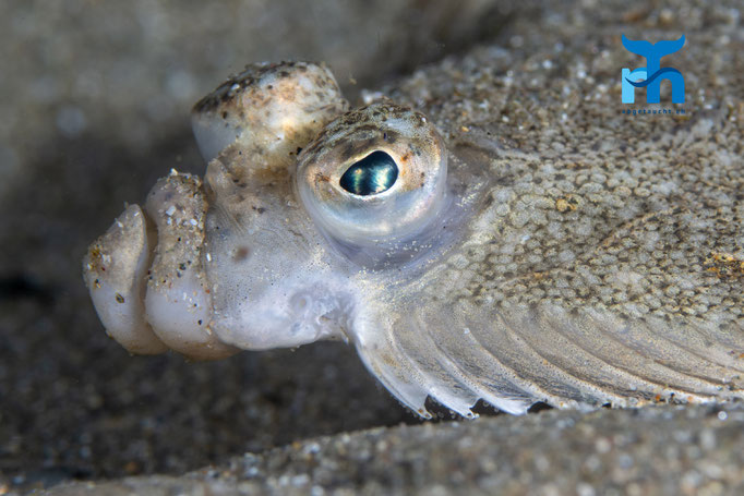 Plaice (Pleuronectes platessa) © Robert Hansen