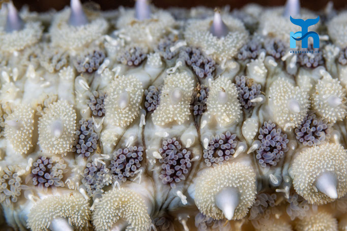 Spiny starfish - Marthasterias glacialis, Loch Sunnart © Robert Hansen