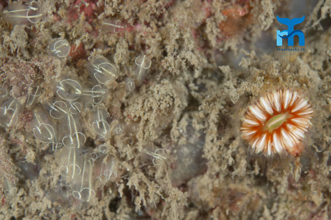 Light bulb sea squirt (Clavelina lepadiformis) and Devonshire cup coral (Caryophylia smithi) © Robert Hansen