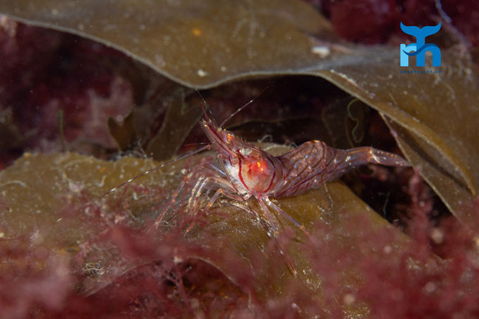 Humpback prawn - Pandalus montagui, Strome Castle, Loch Carron © Robert Hansen