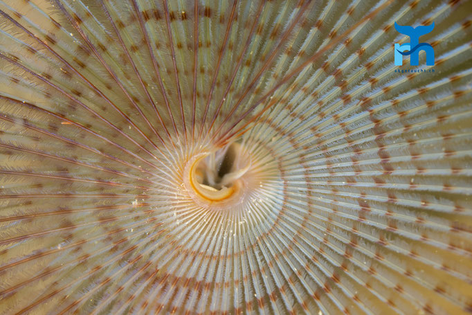 Peacock worm (Sabella pavonina) © Robert Hansen