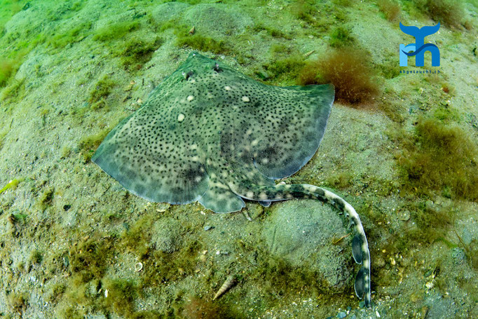 Thornback ray - Raja clavata, Sound of Shuna © Robert Hansen