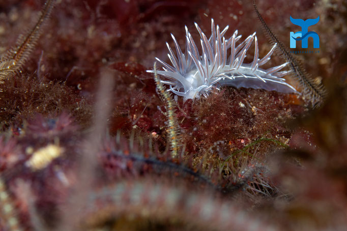 Nudibranch - Coryphella lineata, Strome Castle, Loch  Carron © Robert Hansen