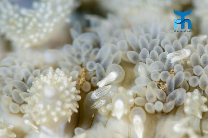 Spiny starfish - Marthasterias glacialis, Loch Sunnart © Robert Hansen