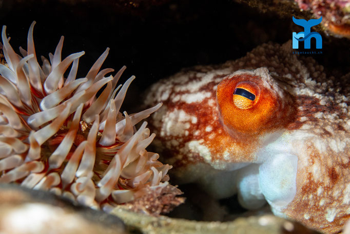 Lesser octopus - Eledone cirrhosa, Staxigoe © Robert Hansen