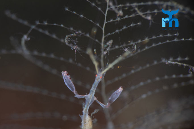Ghost shrimp, Loch Sunnart © Robert Hansen