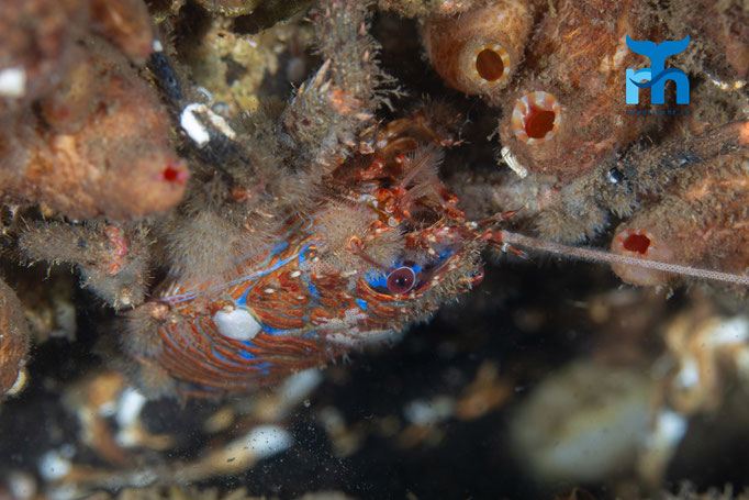 Spiny squat lobster - Galathea strigosa, Loch Creran © Robert Hansen