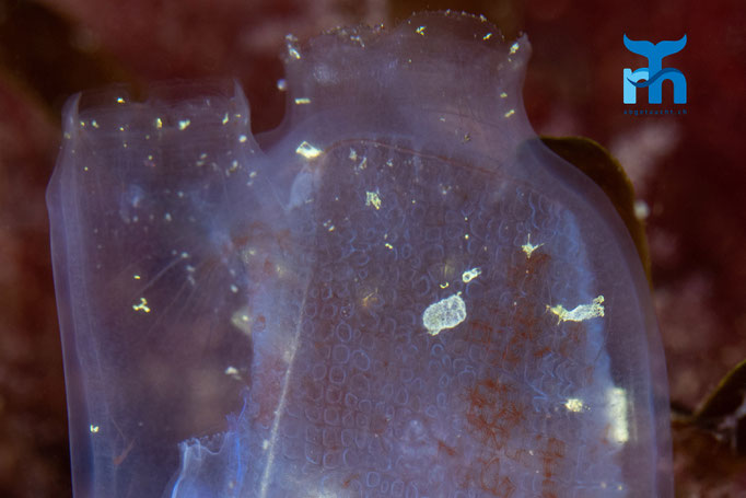 Gas mantle sea squirt - Corella parallelogramma, Strome Castle, Loch Carron © Robert Hansen