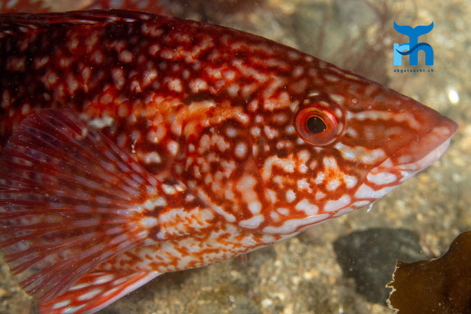 Ballan wrasse (Labrus bergytia) © Robert Hansen