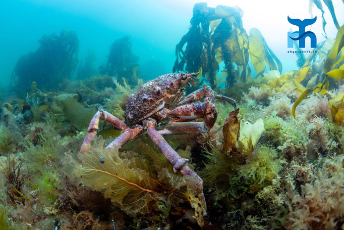 Spiny spider crab - Maja squinado, Port Charlotte, Islay © Robert Hansen