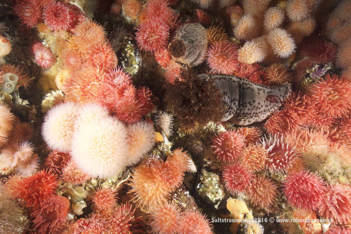  Seegurke zwischen Anemonen © Robert Hansen