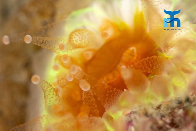 Devonshire cup coral (Caryophylia smithi) © Robert Hansen