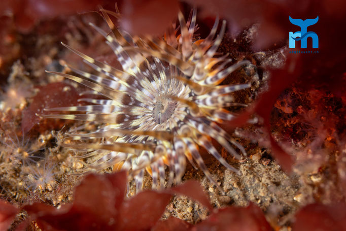 Mud sagartia - Sagartia troglodytes, Strome Castle, Loch Carron © Robert Hansen
