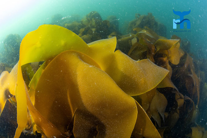 Sugar kelp, Saccharina latissima, Port Charlotte, Islay © Robert Hansen