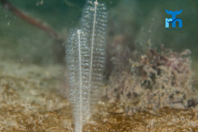 Slender sea pen (Virgularia mirabilis) © Robert Hansen