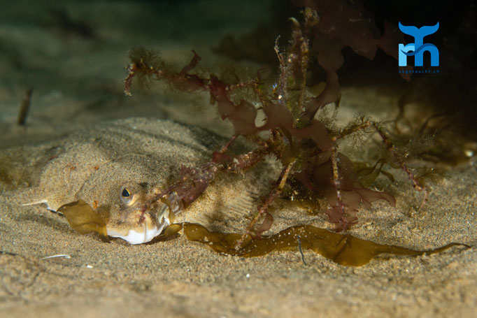Long legged spider crab - Macropodia rostrata, Whiting Bay, Arran © Robert Hansen