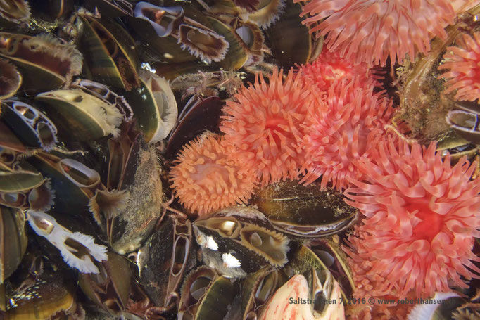  Anemonen und Miesmuscheln © Robert Hansen