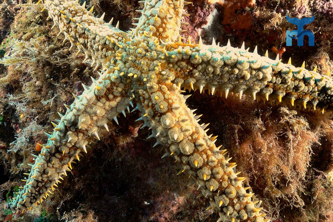  Eisseestern (Marthasterias glacialis) an der Steilwand © Robert Hansen