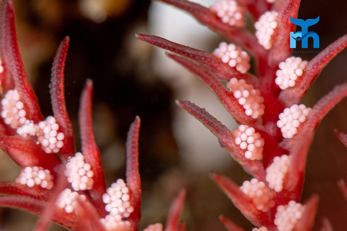 Common feather star - Antedon bifida, Strome Castle, Loch Carron © Robert Hansen