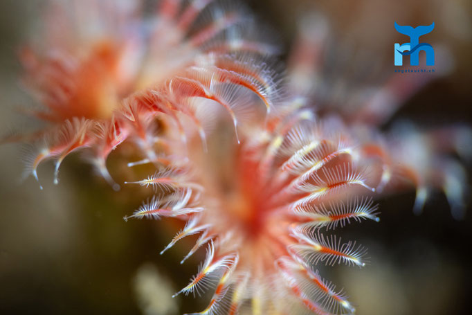 Organ pipe worm - Serpula vermicularis, Loch Creran © Robert Hansen