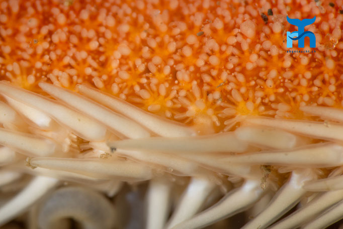 Seven armed starfish - Luidia ciliaris, Whiting Bay,  Arran © Robert Hansen