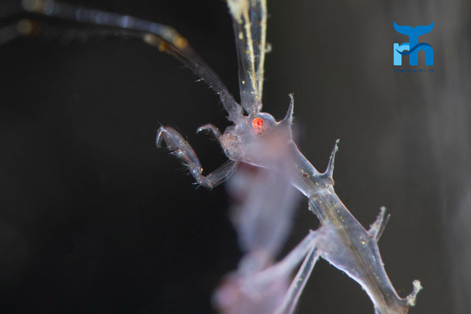 Ghost shrimp, Loch Sunnart © Robert Hansen
