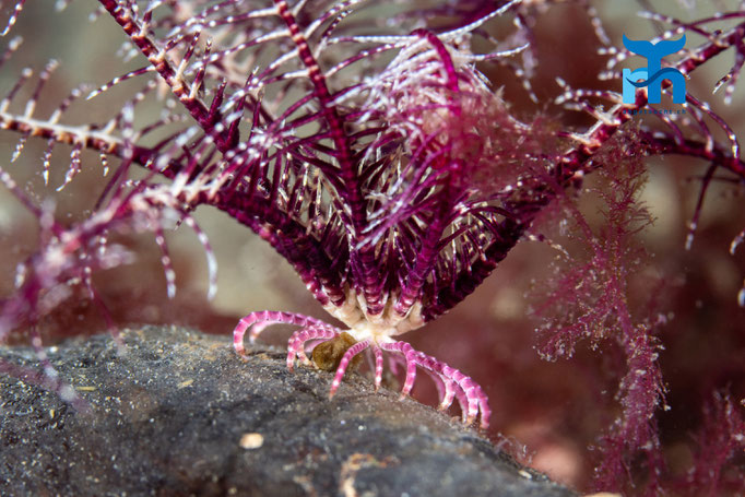 Common feather star - Antedon bifida, Loch Sunnart © Robert Hansen