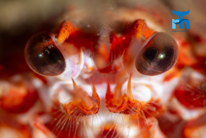 Long clawed squat lobster - Munida rugosa, Loch Creran @ Robert Hansen