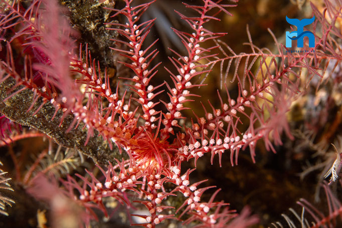 Common feather star - Antedon bifida, Strome Castle, Loch Carron © Robert Hansen