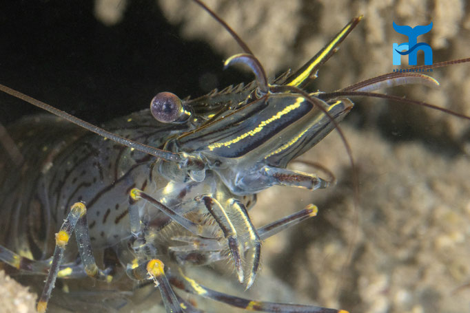 Common prawn (Palaemon serratus) © Robert Hansen
