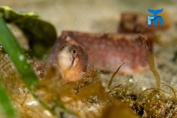 Butterfish - Pholis gunnellus, Whiting Bay, Arran © Robert Hansen