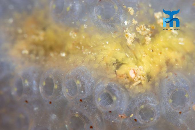 Sea squirt - Aplidium nordmani, Staxigoe © Robert Hansen