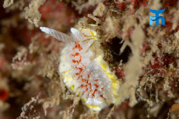 Fried egg sea slug (Diaphorodoris luteocinta) © Robert Hansen