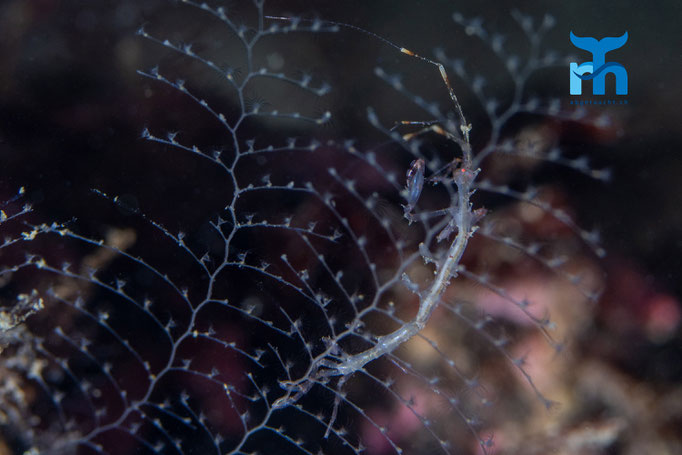 Ghost shrimp, Loch Sunnart © Robert Hansen