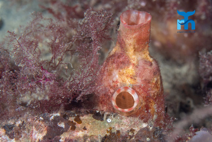 Sea squirt - Pyura microcosmus, Staxigoe © Robert Hansen