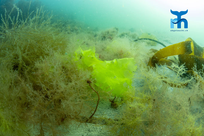 Sea lettuce - Ulva lactuca, Port Charlotte, Islay © Robert Hansen