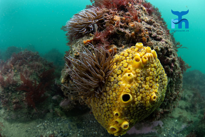 Snakelocks anemone (Anemonia viridis) and Golf ball sponge (Tethya citrina) © Robert Hansen