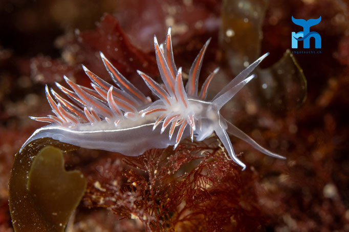 Nudibranch - Coryphella lineata, Strome Castle, Loch  Carron © Robert Hansen