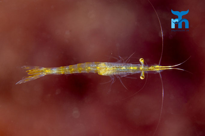 Opposum shrimp - Leptomysis gracilis, Port Charlotte, Islay © Robert Hansen